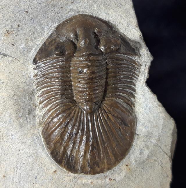 Scabriscutellum hammadi CHATTERTON et al. 2006 - Bild &copy; FossNet FossilienStore